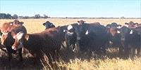 34 Brangus Bred Heifers... Central TX