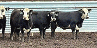 300	Angus & BWF Bred Heifers... Southeast NE