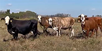 42 Braford/Tigerstripe & Brahman Cross Cows... Southeast TX