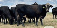 45 Angus & 'BMF' Cows... Central TX