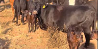 10 Angus & Angus Cross Pairs... Central TX (1)