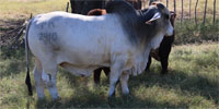 2 Reg. Brahman Bulls... Northeast TX