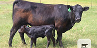 4 Angus Plus 1st-Calf Pairs... Central TX