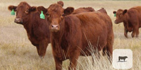 17 Red Angus Rep. Heifers... Central TX