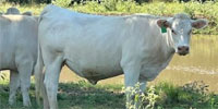 20 Reg. Charolais 2nd-Calf Cows... Northeast TX