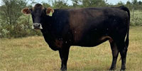 10 Reg. Braunvieh Cows... Northeast TX