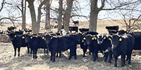86 Angus & BWF Rep. Heifers... Southwest MO