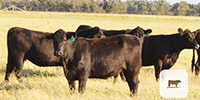 47 Angus Bred Heifers... Central TX