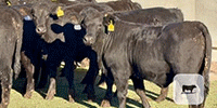 75 Brangus & Brangus Cross Rep. Heifers... Central TX