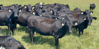 80 Angus Bred Heifers... E. Central KS