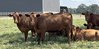 40 Red Angus Plus Rep. Heifers... Northeast LA