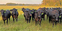 60 Brangus Bred Heifers... Northern FL