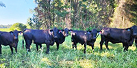 18 Brangus Cows... E. Central GA