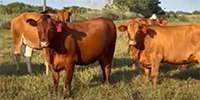 29 Red Angus/Santa Gertrudis Bred Heifers... Southeast TX