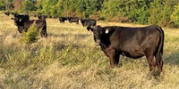 100 Angus & BWF Bred Heifers... North TX
