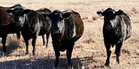 45 Angus Cows... Central KS