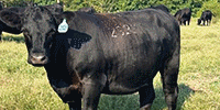 4 Reg. Angus Bred Heifers... Southeast OK