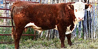 2 Reg. Line One Hereford Bulls... Northeast TX