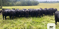 20 Reg. Angus Cows... East TX
