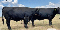 150 Black, BMF, Red, Yellow & RWF Crossbred Cows... Central TX