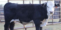 1 Black Hereford Bull Calf... Northeast TX