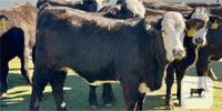 100 Brangus 'BWF' Rep. Heifers... Central TX