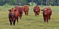 10 Reg. Beefmaster Rep. Heifers... Central TX