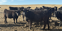 60 Angus & BWF Bred Heifers... SW Missouri