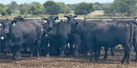 50 Angus Cows... Southwest MO