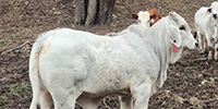 3 Reg. Brahman Rep. Heifers... N. Central AL