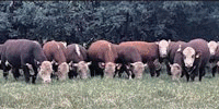 15 Reg. Polled Hereford Bulls... N. Central TX