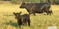 40 Angus & 'BWF' Cows w/ 20+ Calves... Central TX