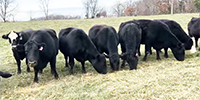 16 Angus & BWF Cows... Southwest MO