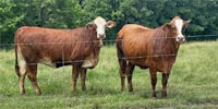 18 F1 Braford/Tigerstripe Bred Heifers...  Southeast TX