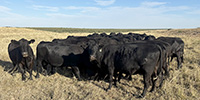 30 Angus Pairs... W. Central TX