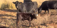 25 Angus & Angus Cross Pairs... Central TX