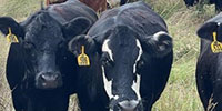 300	Angus & Angus Cross Cows... Northeast OK