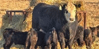 120 Angus & 'BWF' 1st-Calf Pairs... Central OK