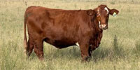 16 Hereford Cross & Red Angus Cross Bred Heifers... Northeast OK