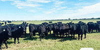 600	Angus & BWF 2nd-Calf Cows... N. Central OK