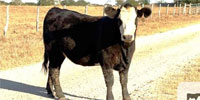 2 Angus & Angus Baldy Bred Heifers... Central TX
