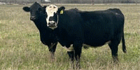59 Angus Cross Cows w/ 10+ Calves... Central LA