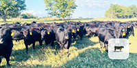 98 Angus/SimAngus Bred Heifers... Northeast OK