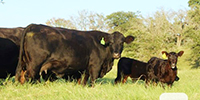 5 Angus 1st-Calf Pairs... Central TX