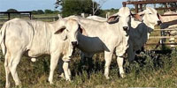3 Reg. Brahman Rep. Heifers... South TX