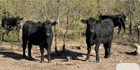 41 Angus Rep. Heifers... Central TX