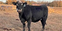 69 Angus 'BWF' Bred Heifers... E. Central OK