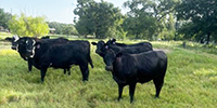 50 Brangus & Brangus Baldy Bred Heifers... North TX