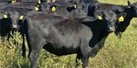 50 Purebred Angus Bred Heifers... W. Central MO