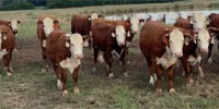 18 Reg. Hereford Rep. Heifers... Northeast TX
